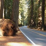 세계에서 가장 큰 <b>나무</b>