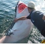 쇼킹~!<b>식인</b>상어 간지럼 태우기 ㅎㅎㅎ