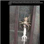 도마뱀 잡아먹는 거미? '자이언트 거미' <b>진위</b>논란!