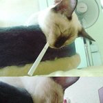 좀 놀아본 고양이ㅋㅋ