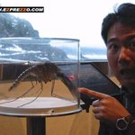 <b>사람</b> <b>손</b>보다 큰 모기..다들 뭐 이렇게 큰거야!