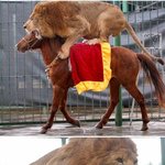 엽기 적인;; 동물학대쇼~역시 중국이다...