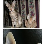 세계에서 딱 18마리! <b>희귀</b>고양이