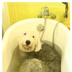 표정으로 보는 김원희 강아지 - 곱단이