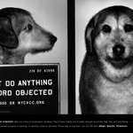 지명수배 포스터 슬픈 <b>사연</b> 있었네