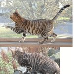 <b>애완</b>용 호랑이 toyger ^^