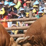 <b>청도</b> 소싸움 축제