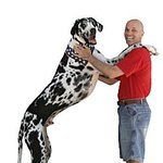 세상 젤 키 큰 개 깁슨!!  2미터 십센치..ㄷㄷ