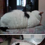 비만 고양이