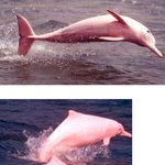 실제로 존재하는 <b>분홍</b> 돌고래!