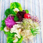 살 빠지는 채소 10가지