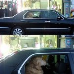 돈 많은 럭셔리견, <b>팔자</b> 좋네