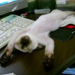 이시대 최고의 <b>낭만</b> 고양이