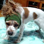 차<b>무혁</b> 개(犬)로 환생하다.