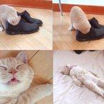 고양이 <b>질식사</b>한 사진...