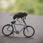 파리(fly)가 모델인 사진..