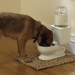 변기모양 강아지 <b>물병</b>!