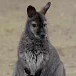 신기한 흰색 왈라비