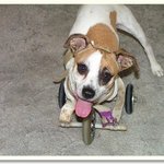 환자들에게 희망을 주는 <b>앞발</b> 없는 개..