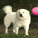 [펌]상근이 때문에 헤어진 남친이 돌아왔습니다.