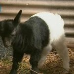 몸 절반이 하얀 흑<b>염소</b>