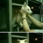 백구 구타 사건 동영상