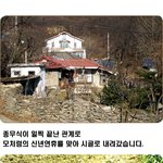 새해 맞이 황금 꽃돼지 <b>대령</b>이요