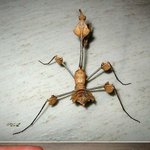 희한한 인도의 <b>장미</b>사마귀