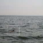 바다 낚시 하다가 <b>사슴</b>을 낚았다!!!