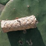 딸기우유 벌레