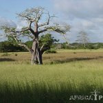 신성한 나무 바오밥의 전설