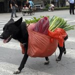 혼자서 장보는 개