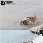 <b>새대가리</b>라는 말이 딱 어울리는 상황