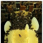 벌들이 만든 <b>꽃병</b>