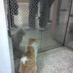 <b>문명</b>의 편리를 깨우친 고양이~~