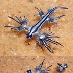 '<b>바다</b> 민<b>달팽이</b>', 정말 특이하게 생겼네!