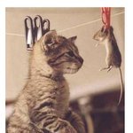 같은 <b>처량</b>한 신세네요..