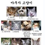<b>야쿠자</b> 고양이