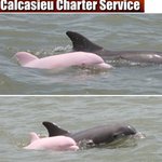 눈동자도 핑크색, ‘<b>분홍</b> 돌고래’ 미국에서 포착