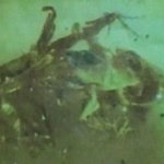 '쥬라기 공원'에서 온 청개구리