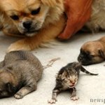 애완견이 '고양이 새끼'를 낳았다고?