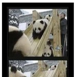 <b>팬더</b>님  내려간다잉~ 어&amp;#51084;후!!