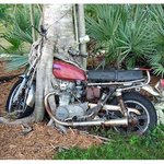 나무와 <b>한몸</b>이 된 오토바이