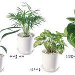 잘 키우면 1석 2조 '겨울 화분'
