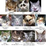 고양이조폭 조직도