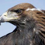 카자흐족의 축제 "독수리<b>사냥</b>"