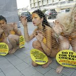 미녀들 비키니 입고 <b>닭장</b>에 들어간 이유는?