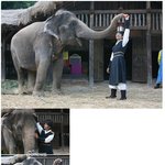 [최강칠우] 코끼리와 사랑에 빠진 <b>에릭</b> ㅋㅋㅋ