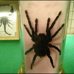 말도 할 것 같은 거대잉어들..