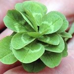 네잎 <b>클로버</b>는 행운의 상징! 그럼 21잎 <b>클로버</b>는?